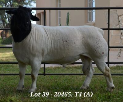 1X DORPER RAM STUD JANNIE VISAGIE