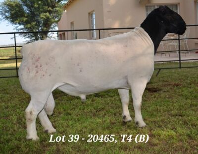 1X DORPER RAM STUD JANNIE VISAGIE