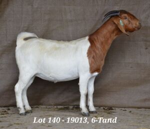 1X BOER GOAT OOI/EWE STUD HARDUS KORB