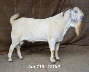 1X SAVANNA RAM STUD HARDUS & GERDUS KORB