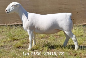 1X WHITE DORPER OOI/EWE FLOCK HARDUS KORB