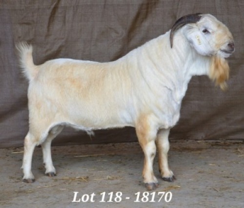 1X SAVANNA RAM STUD HARDUS & GERDUS KORB