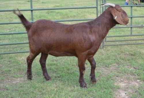 LOT 126 1X OOI/EWE Fermar Kalahari Reds STUD