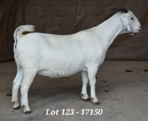 WITHDRAW - 1X SAVANNA OOI/EWE HARDUS & GERDUS KORB