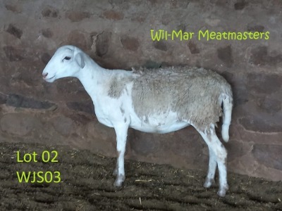 1X OOI/EWE MEATMASTER WIL-MAR MEATMASTERS