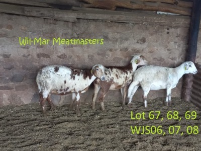 1X OOI/EWE MEATMASTER WIL-MAR MEATMASTERS