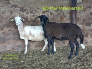 WITHDRAW 1X OOI/EWE MEATMASTER WIL-MAR MEATMASTERS