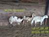 4 X OOI/EWE MEATMASTER 2X PREGNANT VOORWAARTS BOERDERY (PAY PER ANIMAL TO TAKE THE LOT)