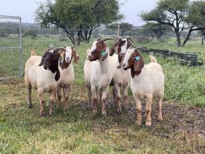 5X BOER GOAT OOI/DOE STONEHAM BOERBOK STOET