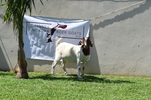 1X BOER GOAT DOE MAKOKA BOER GOAT STUD