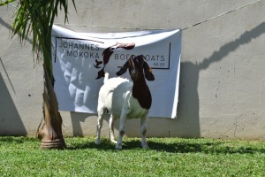 1X BOER GOAT DOE FLOCK MAKOKA BOER GOAT STUD