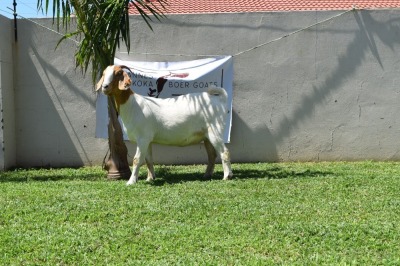 1X BOER GOAT DOE FLOCK MAKOKA BOER GOAT STUD