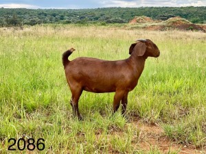 LOT 133 1X OOI/EWE Agricola POTENTIAL STUD