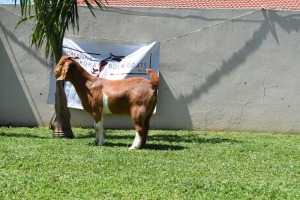 1X BOER GOAT DOE MAKOKA BOER GOAT STUD