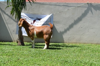 1X BOER GOAT DOE MAKOKA BOER GOAT STUD