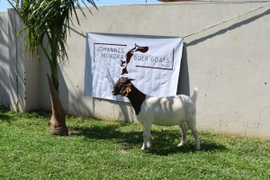 1X BOER GOAT DOE FLOCK MAKOKA BOER GOAT STUD