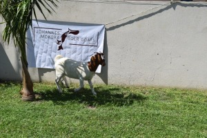 1X BOER GOAT DOE FLOCK MAKOKA BOER GOAT STUD