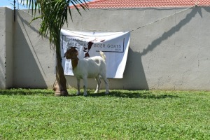 1X BOER GOAT DOE FLOCK MAKOKA BOER GOAT STUD