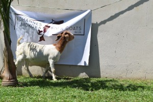 1X BOER GOAT DOE FLOCK MAKOKA BOER GOAT STUD