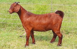 LOT 141 1X OOI/EWE Albian Stud FLOCK