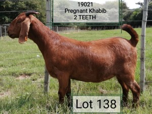 LOT 138 1X OOI/EWE Dhidejak Kalahari Reds STUD PREGNANT