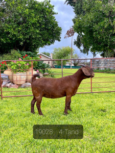 LOT 134 1X OOI/EWE Gerdus Korb Kalahari Reds FLOCK