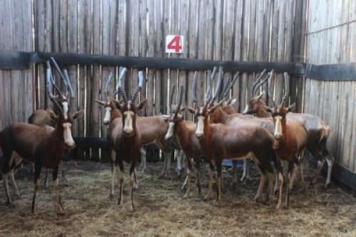 12 X BLESBOK INGESLUIT TWEE LAMMERS M:2 V/F:8 (PER STUK OM LOT TE NEEM)