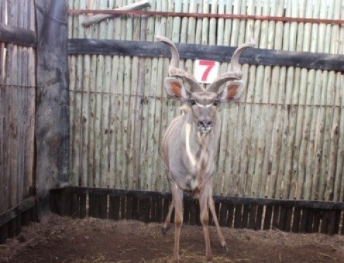 1 X KOEDOE 50" M:1