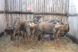 6 X BLOUWILDEBEES M:2 V/F:4 (PER STUK OM LOT TE NEEM)