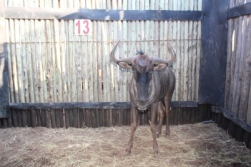 1 X BLOUWILDEBEES M:1