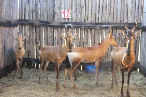 5 X ROOIHARTBEES M:2 V/F:3 (PER STUK OM LOT TE NEEM)