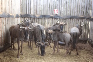 6 X BLOUWILDEBEES INGESLUIT EEN KALF M:1 V/F:4 (PER STUK OM LOT TE NEEM)