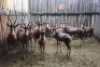 13 X BLESBOK INGESLUIT EEN LAM M:1 V/F:11 (PER STUK OM LOT TE NEEM) - 2