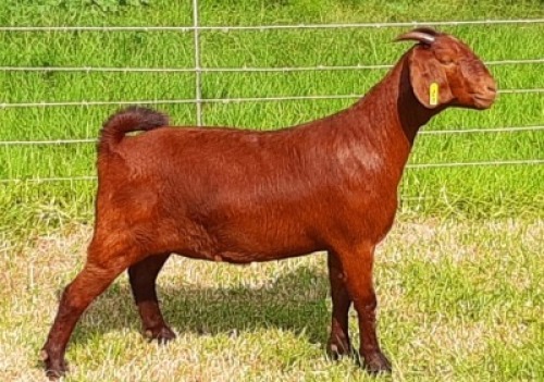 LOT 142 1X OOI/EWE Albian Stud KUDDE