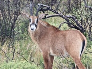 LOT K4B : 3 X BASTER GEMSBOK - KATALOGUS M:3 (PER STUK OM LOT TE NEEM)