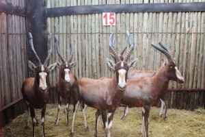 5 X BLESBOK M:5 (PER STUK OM LOT TE NEEM)