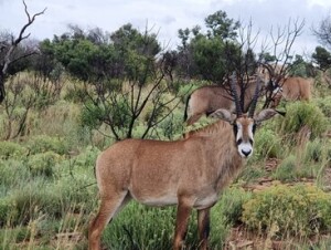 LOT K4BB : 4 X BASTER GEMSBOK - KATALOGUS V/F:4 (PER STUK OM LOT TE NEEM)