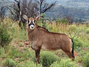 LOT K4BA : 3 X BASTER GEMSBOK - KATALOGUS V/F:3 (PER STUK OM LOT TE NEEM)