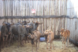 8 X BLOUWILDEBEES INGESLUIT DRIE KALLERS V/F:5 (PER STUK OM LOT TE NEEM)