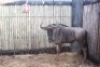 1 X BLOUWILDEBEES M:1