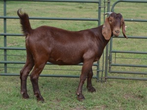 LOT 47 1X OOI/EWE Fermar Kalahari Reds STOET