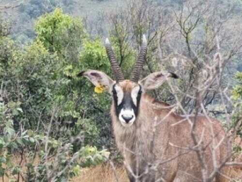 LOT K4A : 1 X BASTER GEMSBOK - KATALOGUS M:1 TEELBUL