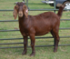 LOT 47 1X OOI/EWE Fermar Kalahari Reds STOET - 2