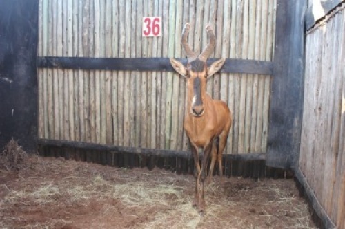 1 X ROOIHARTBEES M:1 (PER STUK OM LOT TE NEEM)