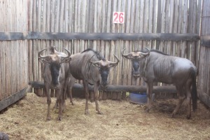 4 X BLOUWILDEBEES INGESLUIT EEN KALF V/F:3 (PER STUK OM LOT TE NEEM)