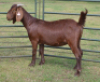 LOT 47 1X OOI/EWE Fermar Kalahari Reds STOET - 3
