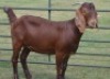 LOT 47 1X OOI/EWE Fermar Kalahari Reds STOET - 4