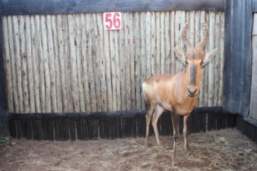 1 X ROOIHARTBEES M:1
