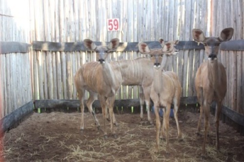 4 X KOEDOE V/F:4 (PER STUK OM LOT TE NEEM)