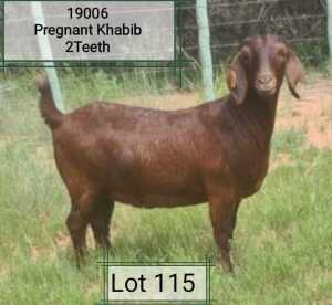 LOT 115 1X OOI/EWE Dhidejak Kalahari Reds KUDDE